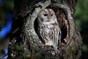 Gray neesa: značajke načina života sovice Gray neesa: značajke načina života sovice